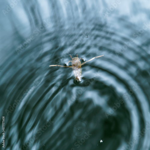 (Notonecta maculata) La notonecte maculée ou abeille d'eau photo