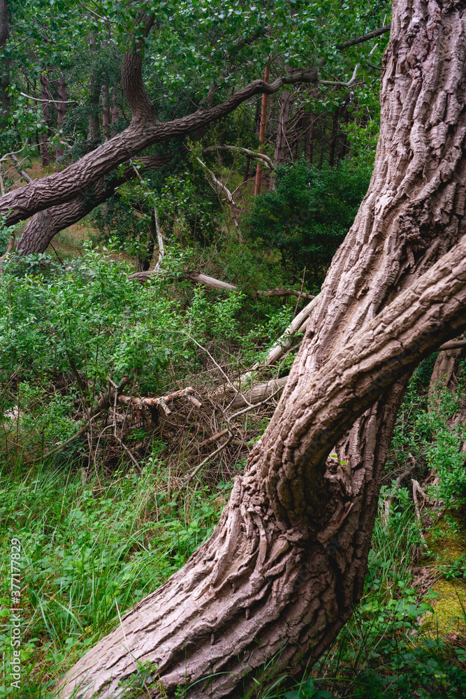 very old tree in the forest, Panbos Katwijk, The Netherlands. very old tree in the forest, Panbos Katwijk, The Netherlands.