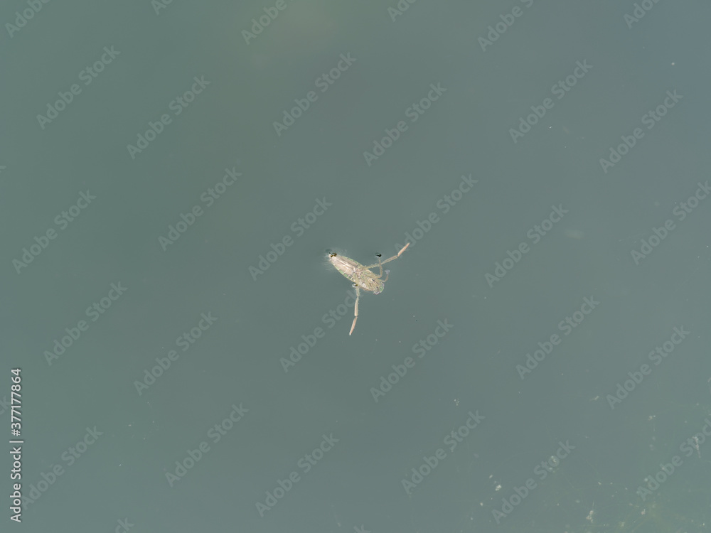 Notonecte maculée ou abeille d'eau (Notonecta maculata) nageant sur le — free download