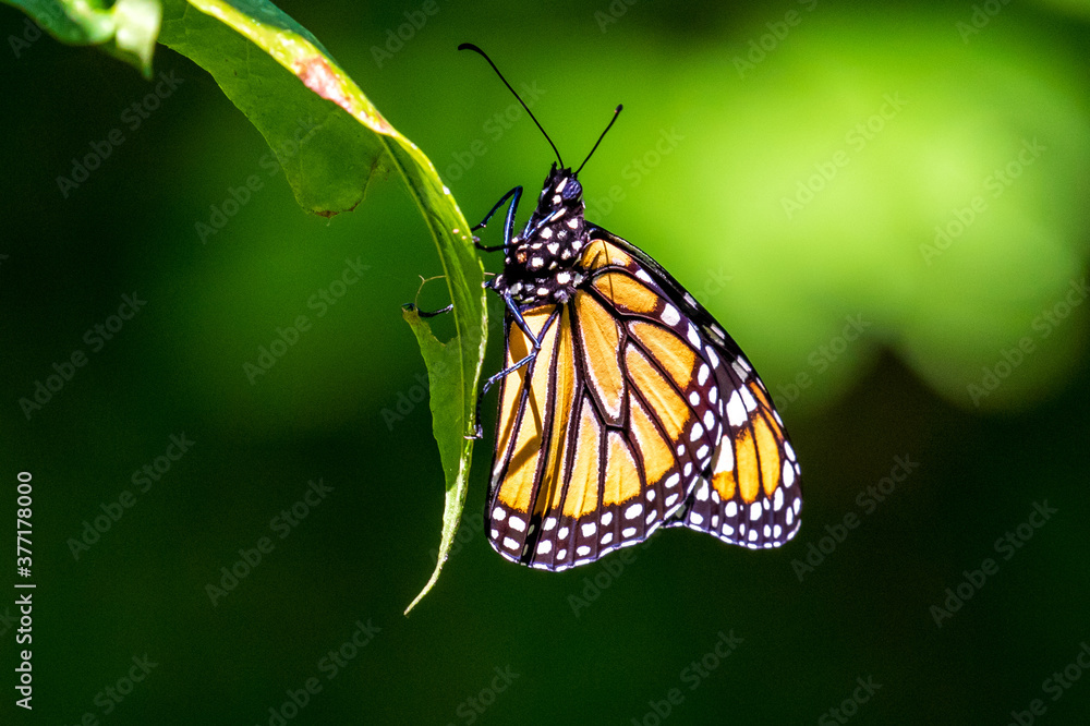 Fototapeta premium monarch butterfly on a flower precious