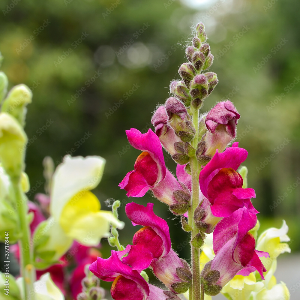 Snapdragon Snapdragon