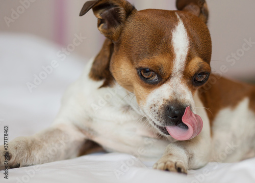 Fototapeta Naklejka Na Ścianę i Meble -  Small dog looking at camera and licking his nose. 