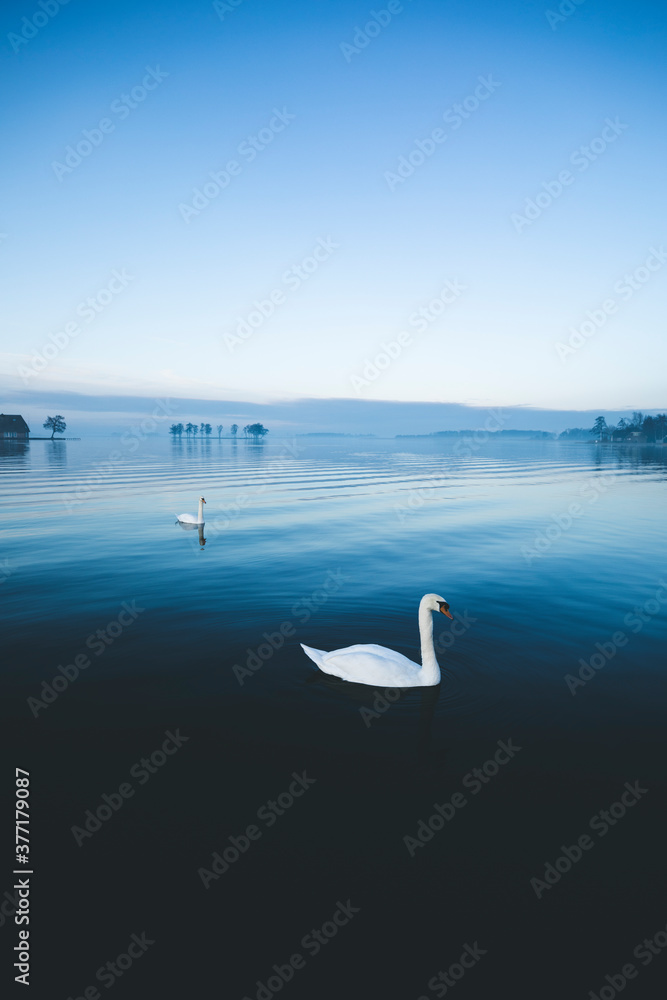 Swan lake in winter Swan lake in winter