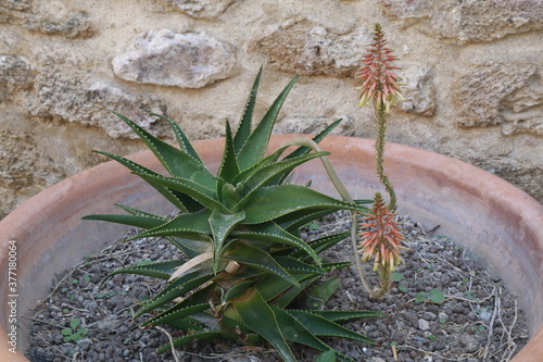 pianta grassa dentro un vaso insieme a due fiori photo