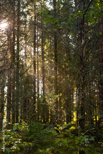 Sunbeams pour through trees in early morning. Light shining in morning forest. Selective focus.