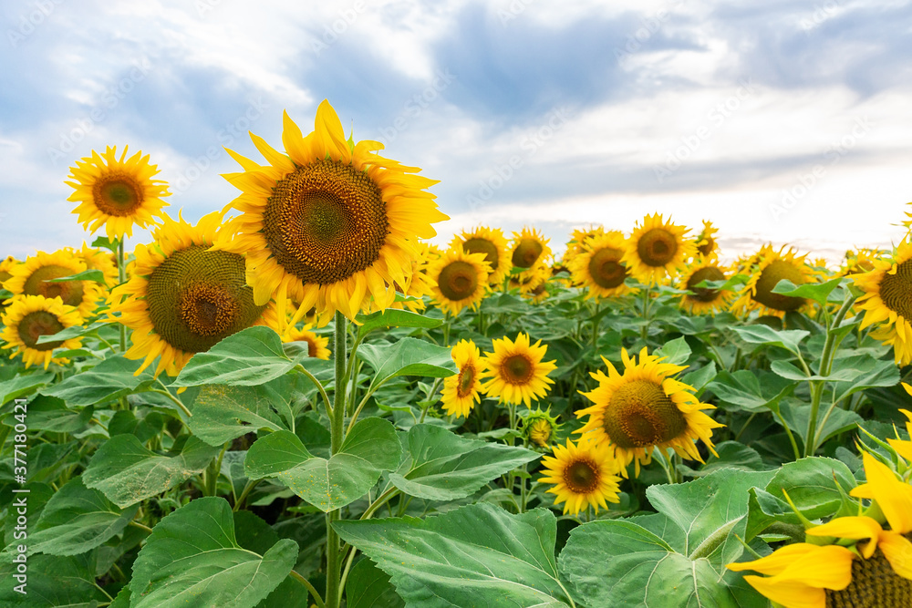 Sunflower field landscape.