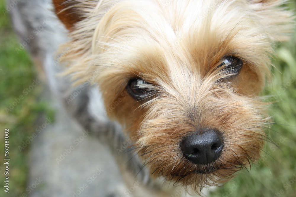 yorkshire terrier portrait yorkshire terrier portrait