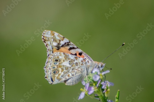 Close up of Vanessa del Cardo butterfly on flower with green background