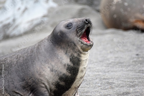 I want food - baby elephant seal