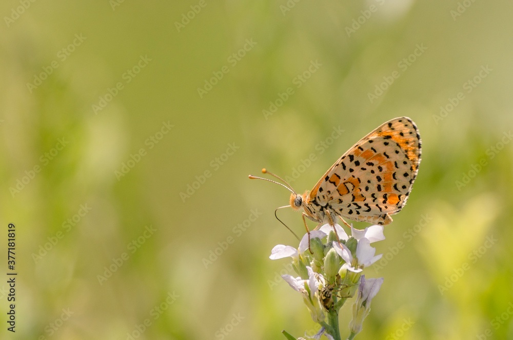 Εκτύπωση καμβά Close up of butterfly Melitaea didyma on flower with green background