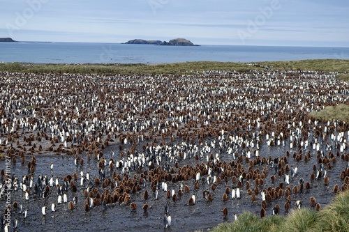 1/2 a million penguins on a beach in Falklands