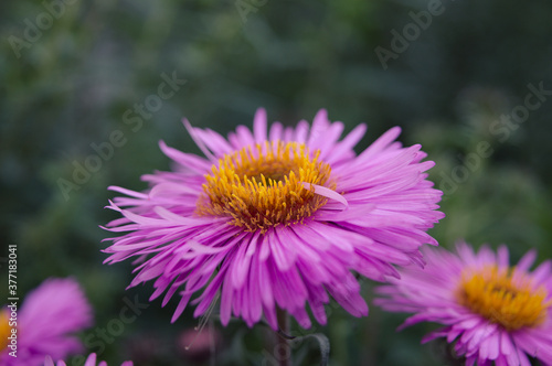 Chrysanthemum flower in the garden