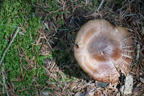 A mushroom with copy space colour photo.