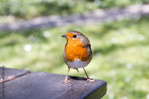 Curious robin on a picnic table