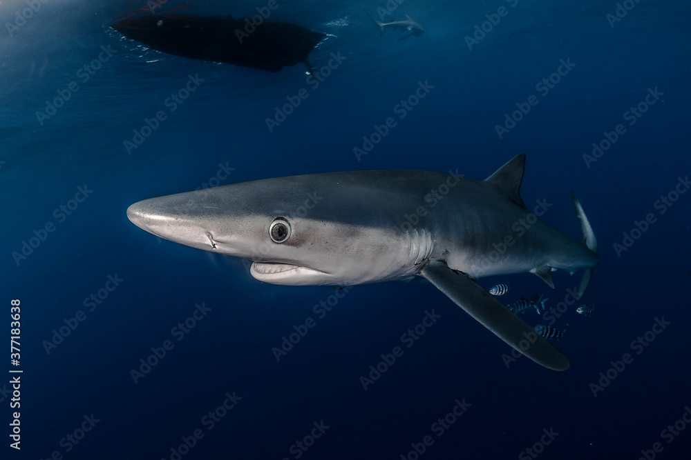 Shark around the boat Shark around the boat