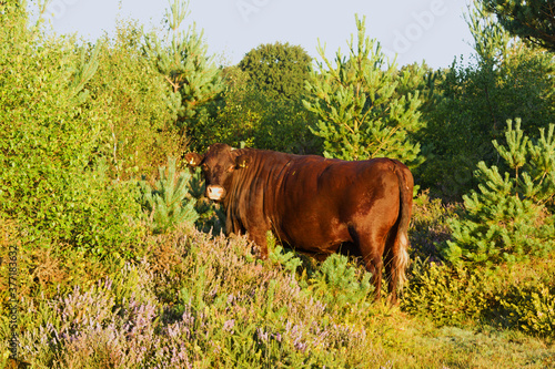 red Sussex beef cattle looking at you © John Owen