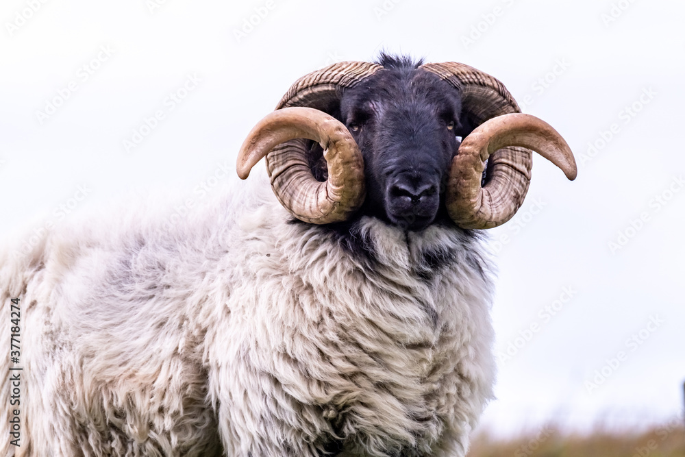 Obraz premium Impressive blackface sheep with huge horns in County Donegal - Ireland