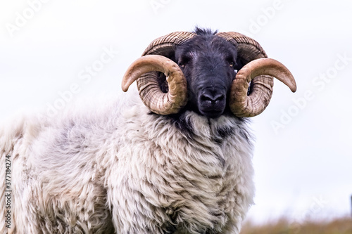 Impressive blackface sheep with huge horns in County Donegal - Ireland