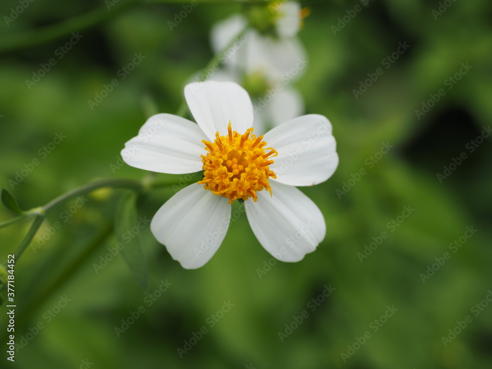 Fototapeta premium closeup white blooming daisy flowers in green garden