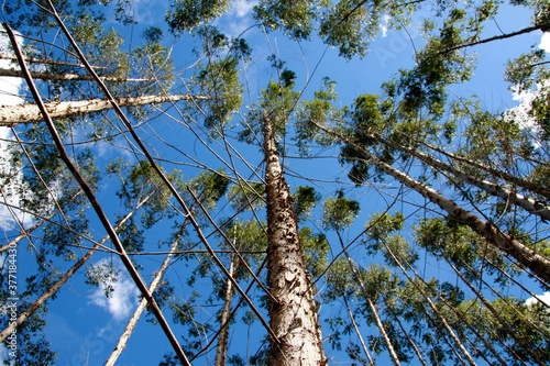 eunapolis, bahia / brazil - july 30, 2008: eucalyptus tree plantation for pulp production in a factory in the city of Eunapolis. photo