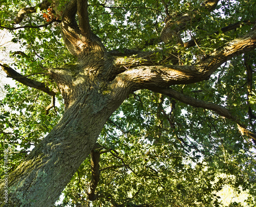 oak tree trunk and branches