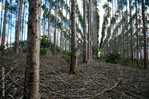 eunapolis, bahia / brazil - july 30, 2008: eucalyptus tree plantation for pulp production in a factory in the city of Eunapolis.  photo