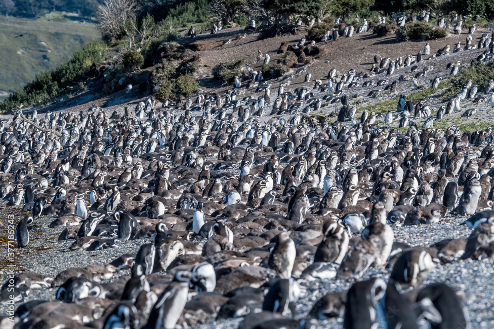 Naklejka premium Magellanic Penguin (Spheniscus magellanicus) at colony, Land of Fire (Tierra del Fuego), Argentina