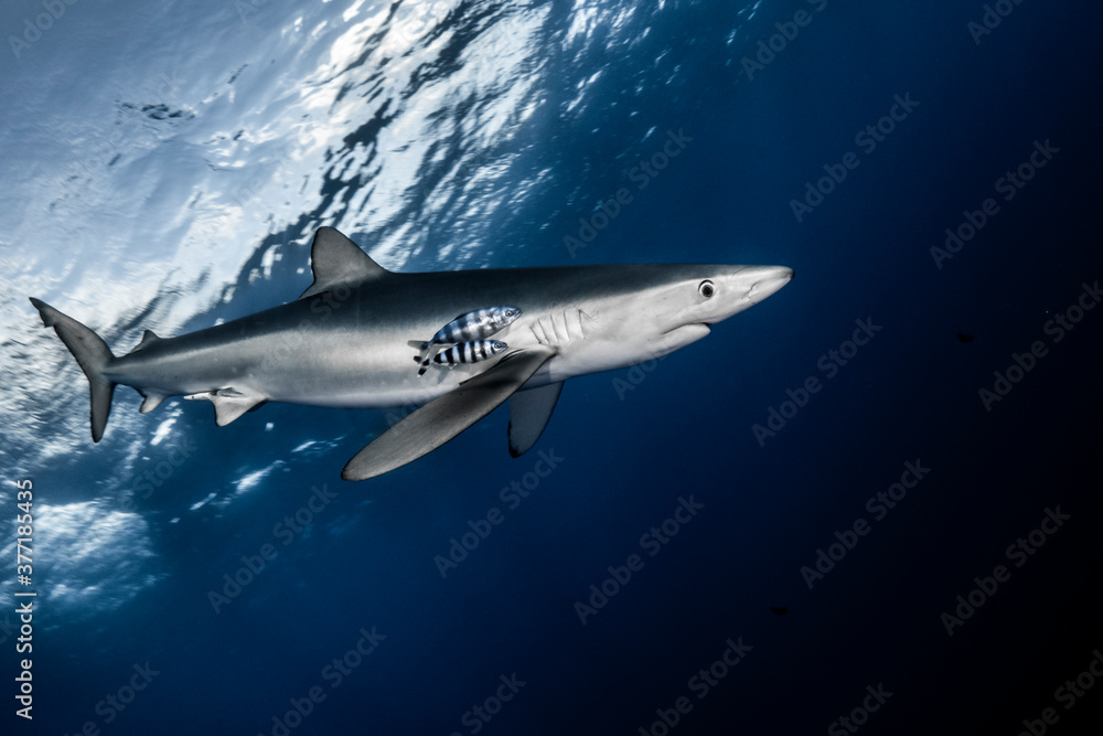 Blue shark bottom up Blue shark bottom up