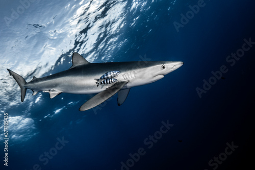 Wallpaper Mural Blue shark bottom up Torontodigital.ca