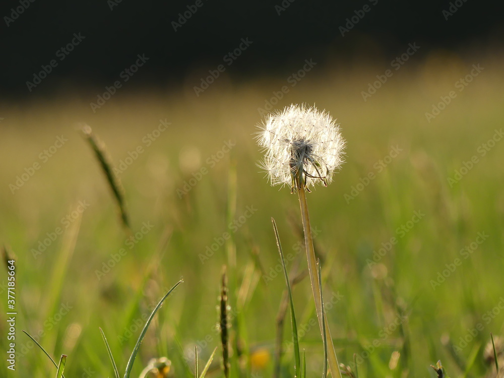 Pusteblume auf der Wiese - Löwenzahn Natur