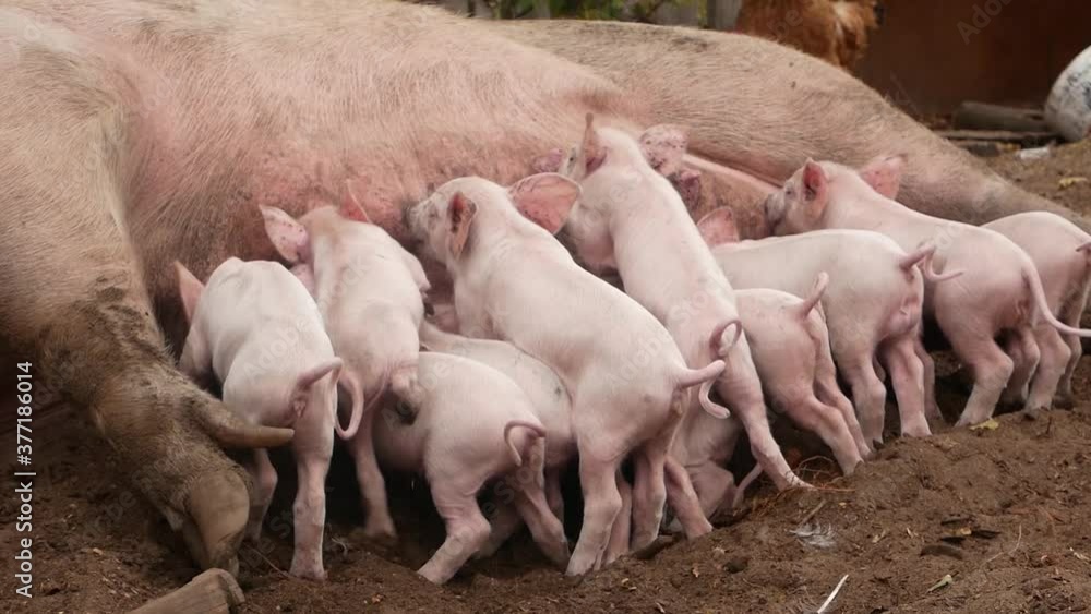 Little pink newborn piglets suck milk from their mother pig Little pink newborn piglets suck milk from their mother pig