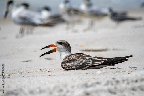 young black skimmer