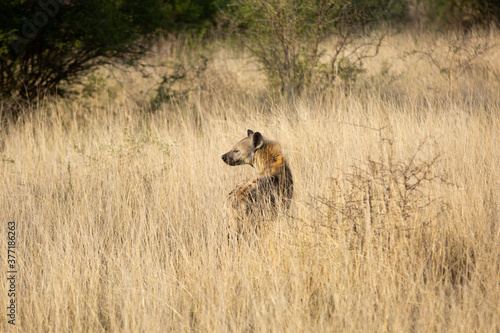 Hyena Hunting in South Africa © rachel