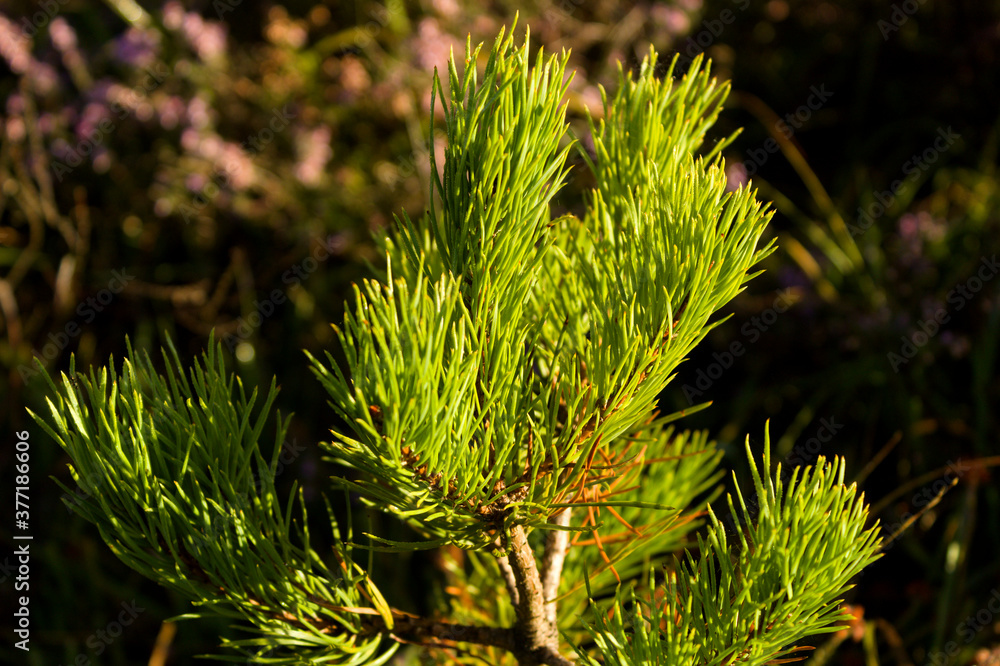 close up of needles on pine tree close up of needles on pine tree