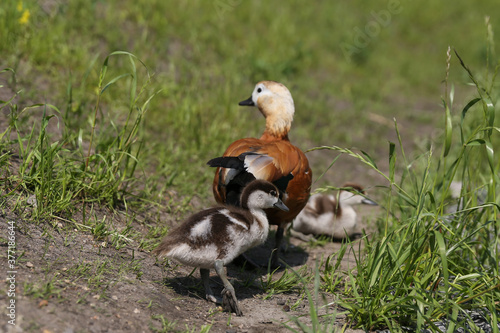 orange duck with ducklings outdoor in summer