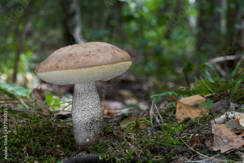 Edible mushroom Leccinum duriusculum in the birch forest under aspen. Known as Slate Bolete. Bolete mushroom growing in the moss, birch leaves around.