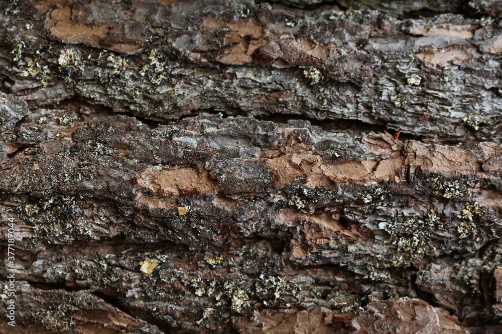 old pine tree bark texture old pine tree bark texture