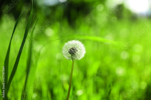 Fototapeta Naklejka Na Ścianę i Meble -  dandelion on green grass background