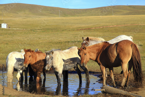 Mongolian Horse