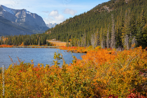 Colorful fall foliage by Bow river in rural Alberta,Canada 