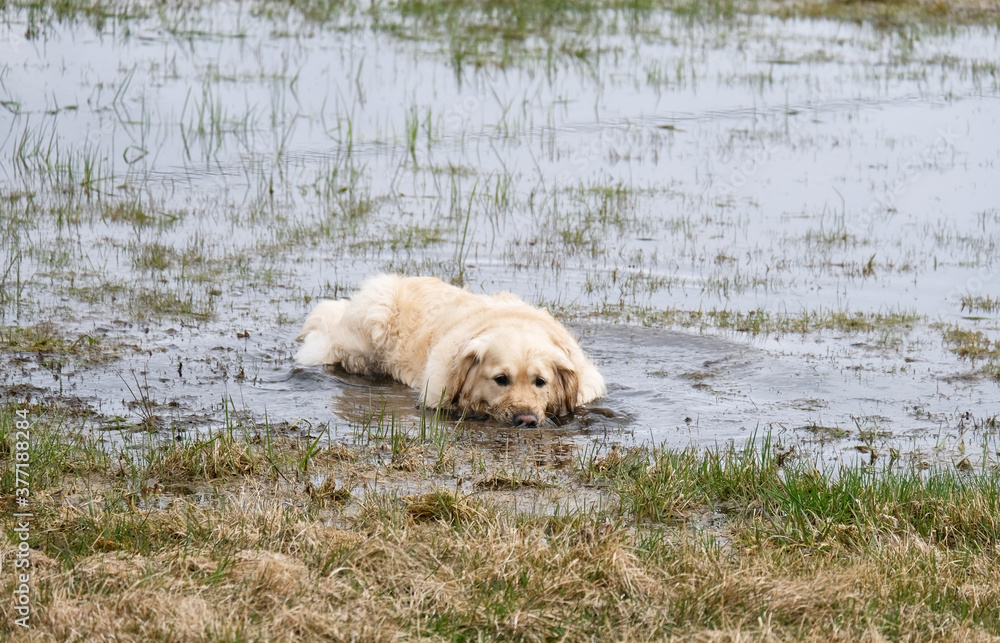 Golden Retriever in Mud Puddle Golden Retriever in Mud Puddle