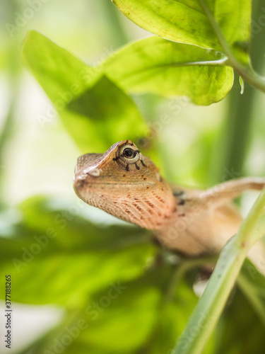 Macro shot of a lizard in green grass photo