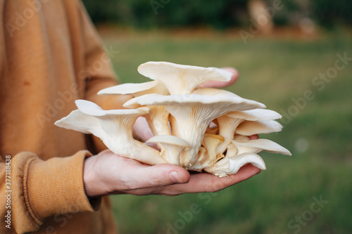 Mans hand holding a large oyster mushroom photo
