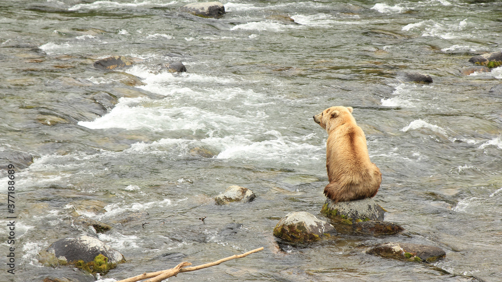 Fototapeta premium Coastal Brown Bear at Brooks Falls