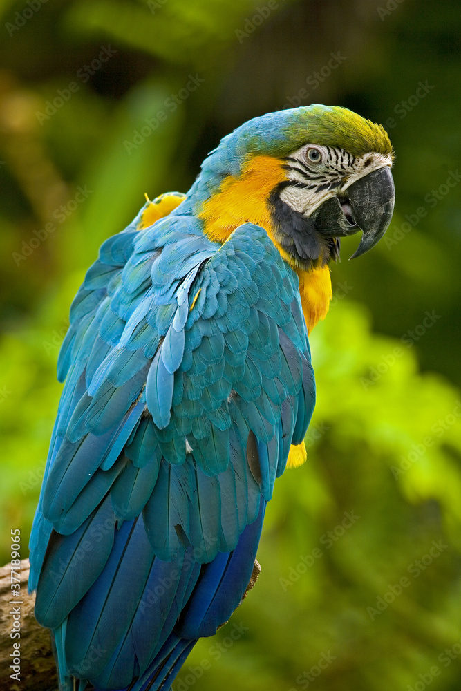 Obraz premium Macaw