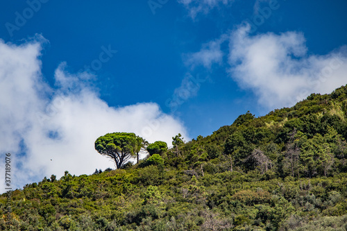 A tree stands out from the forest