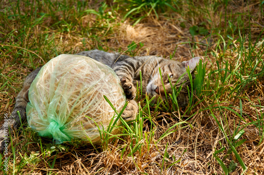 Obraz premium Cat frolics and plays with a toy in the grass