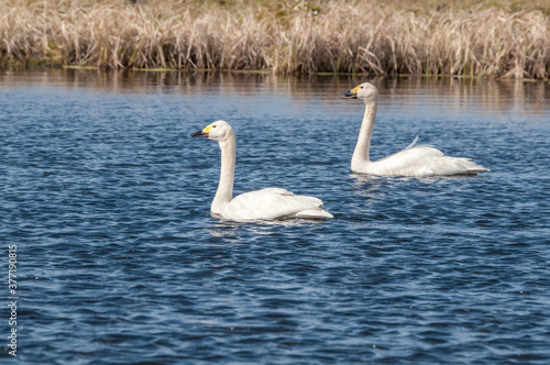 Bewick's Swan (Cygnus bewickii) in Barents Sea coastal area, Russia