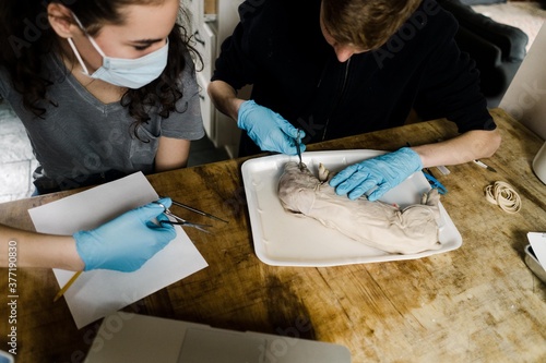 two homeschooled kids dissecting a foetal pig