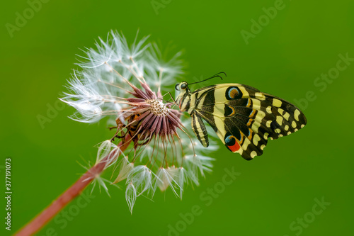 Macro shots, Beautiful nature scene. Closeup beautiful butterfly sitting on the flower in a summer garden.   © blackdiamond67